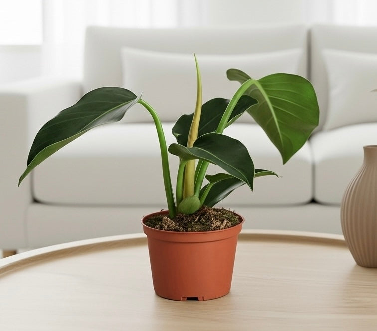 Philodendron 'Congo Green'