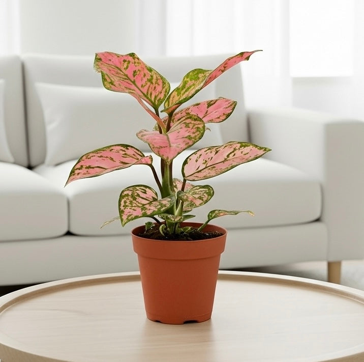 Chinese Evergreen 'Lady Valentine'