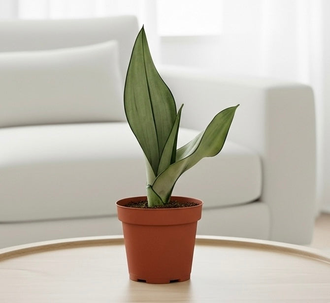 Snake Plant Moonshine