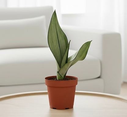 Snake Plant Moonshine