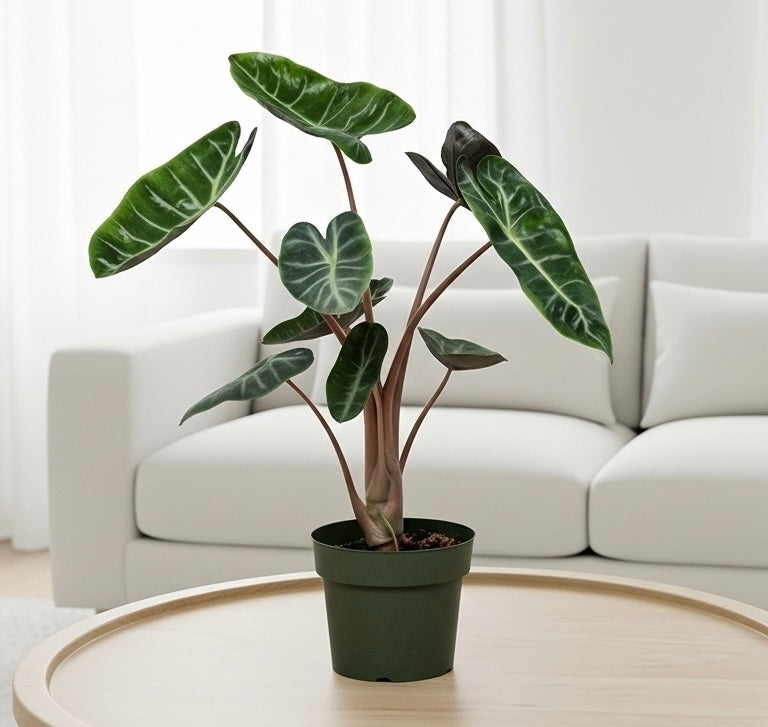 Alocasia Pink Dragon