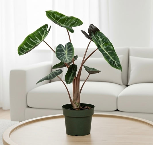 Alocasia Pink Dragon