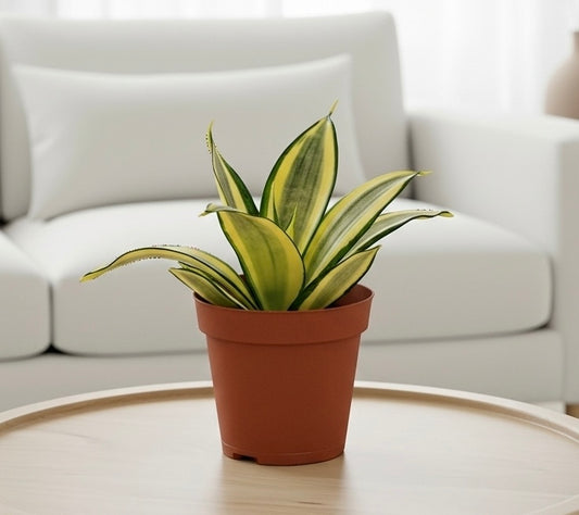 Snake Plant Gold Hahnii