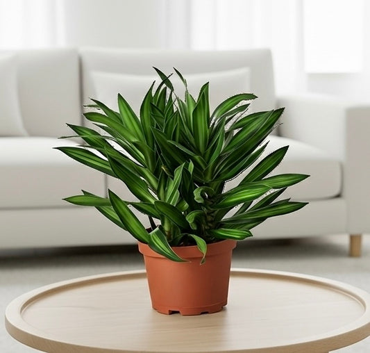 Dracaena 'Song of Jamaica'