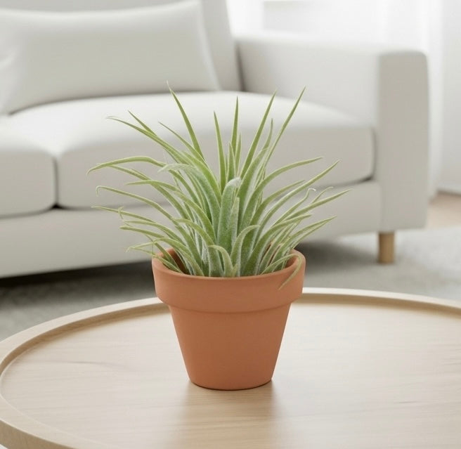 Ionantha Guatemala Tillandsia Air Plant with Terra Cotta