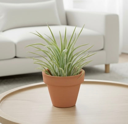 Ionantha Guatemala Tillandsia Air Plant with Terra Cotta