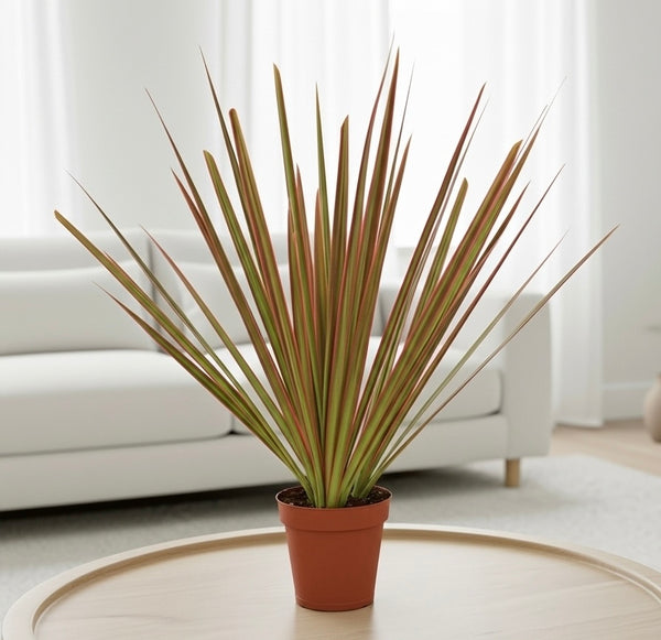Dracaena Colorama