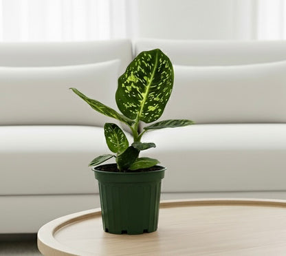 Dieffenbachia 'Reflector'