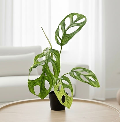 Monstera Adansonii 'Swiss Cheese Variegated'