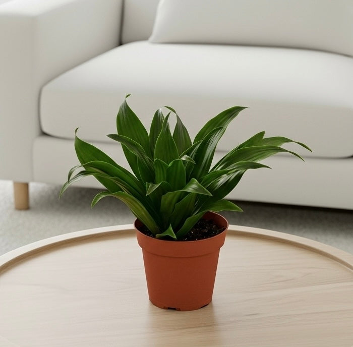 Dracaena 'Janet Craig'