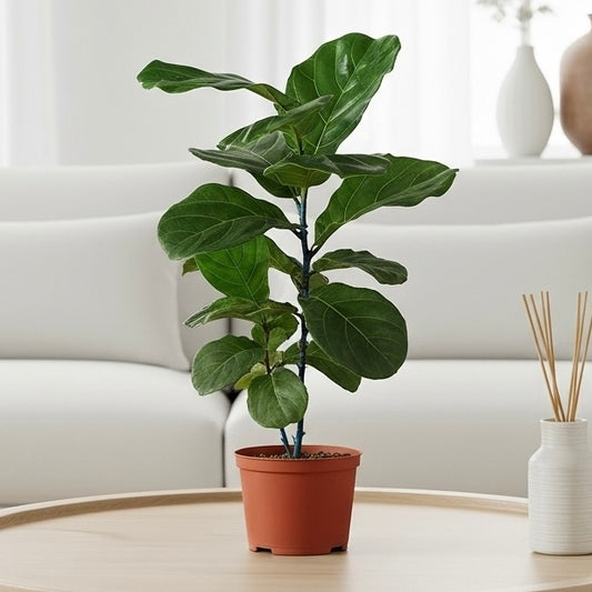 Ficus Lyrata 'Fiddle Leaf Fig'