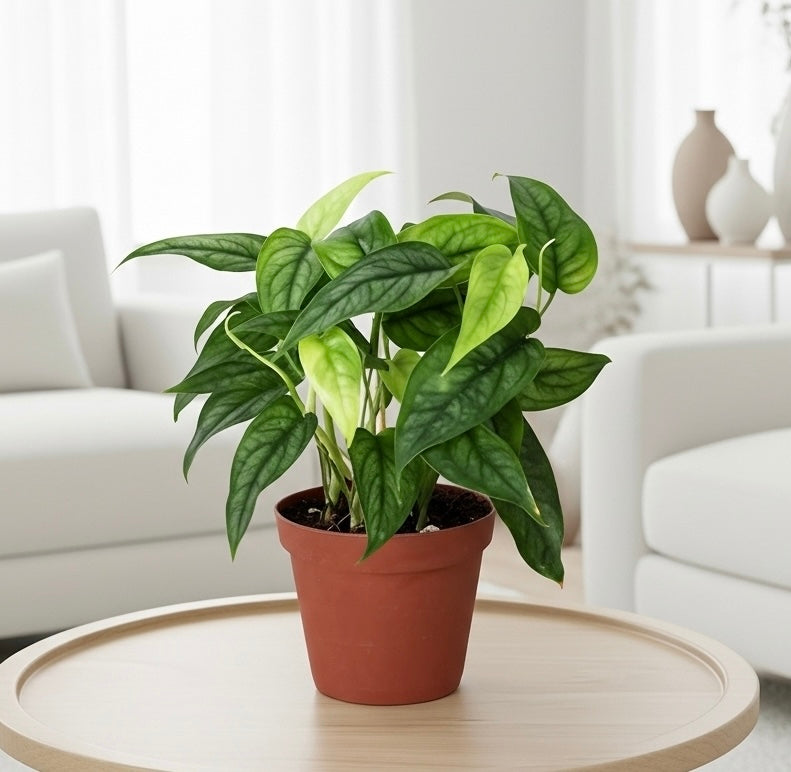 Monstera 'Siltepecana'