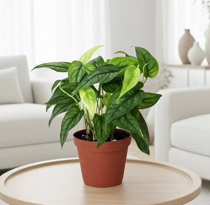 Monstera 'Siltepecana'