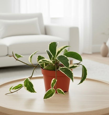 Hoya Carnosa 'Tricolor'