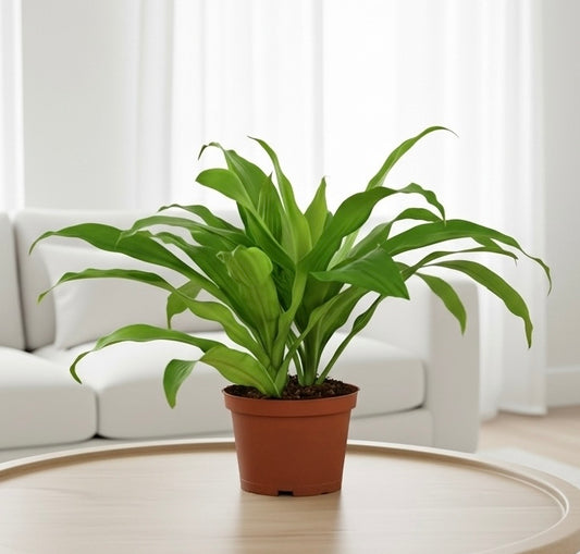 Dracaena 'Lime Light'
