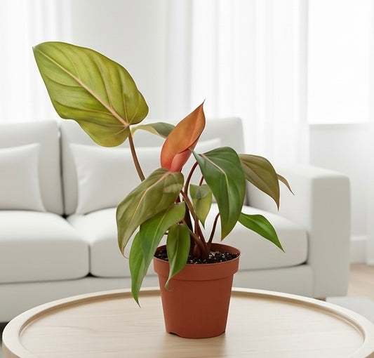 Philodendron 'Summer Glory'