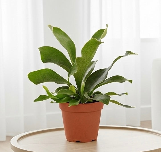 Staghorn Fern