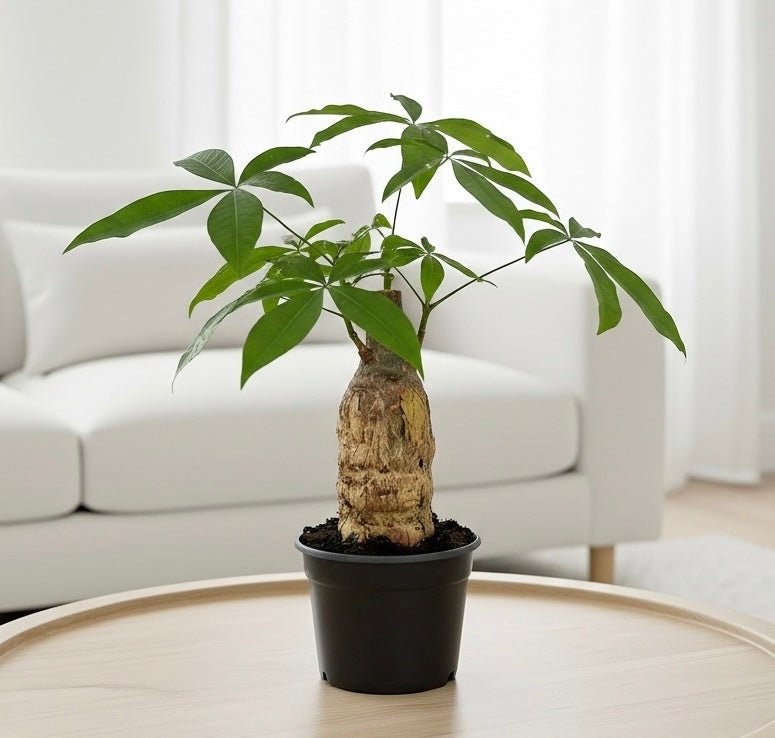 Money Tree 'Guiana Chestnut' Pachira Stump