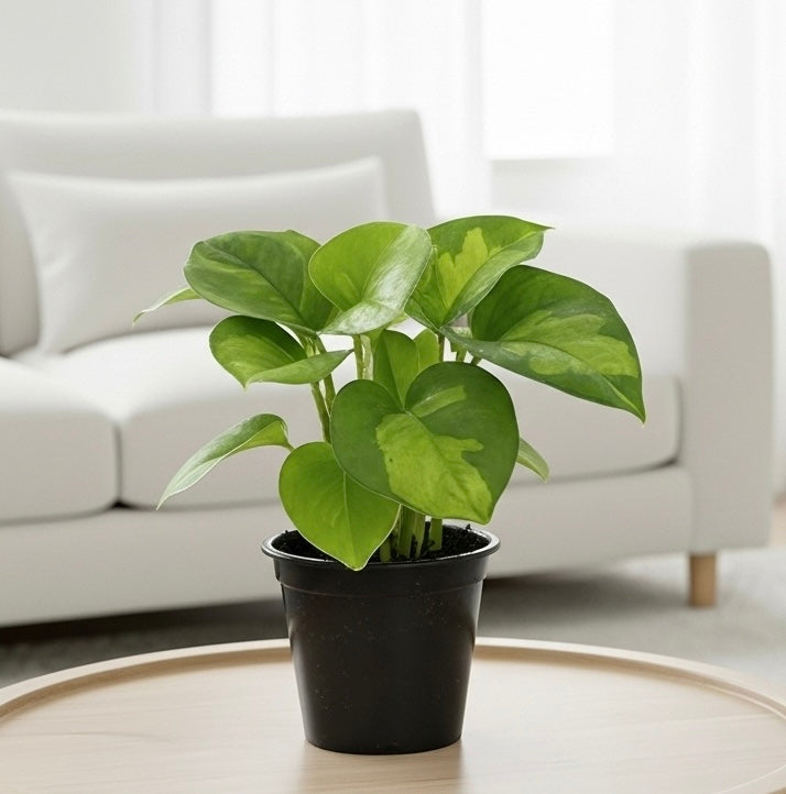 Pothos 'Global Green'