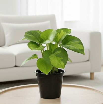 Pothos 'Global Green'