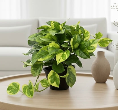 Pothos 'Lemon Meringue'