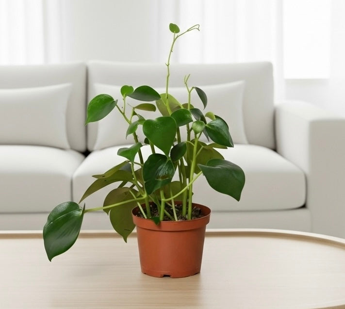 Peperomia 'Raindrop'