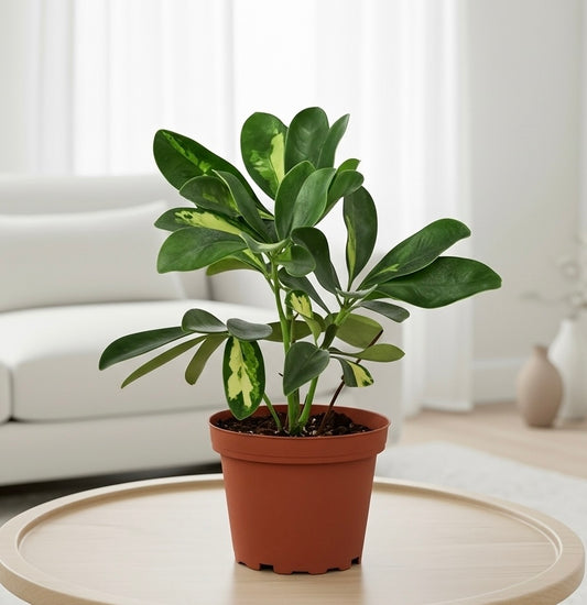 Schefflera Variegated