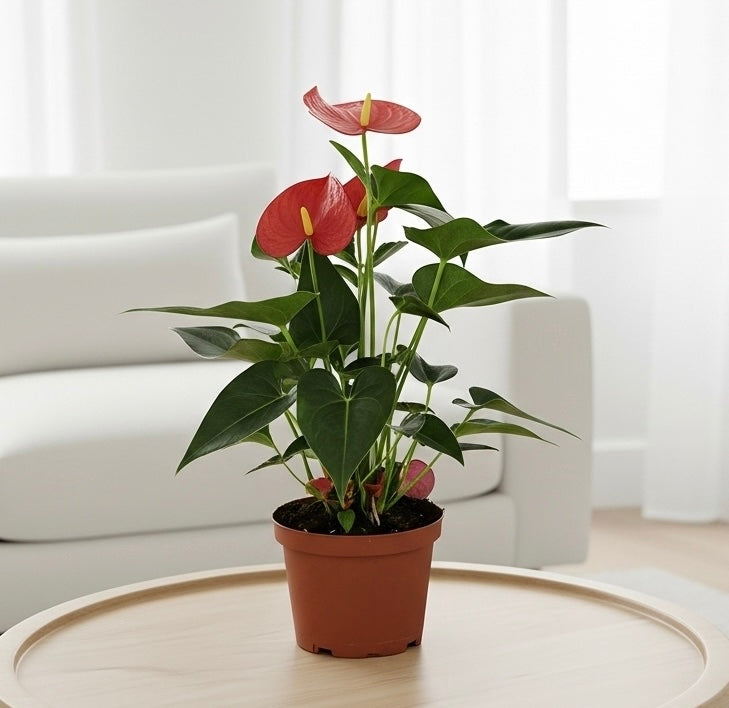 Anthurium 'Pink'