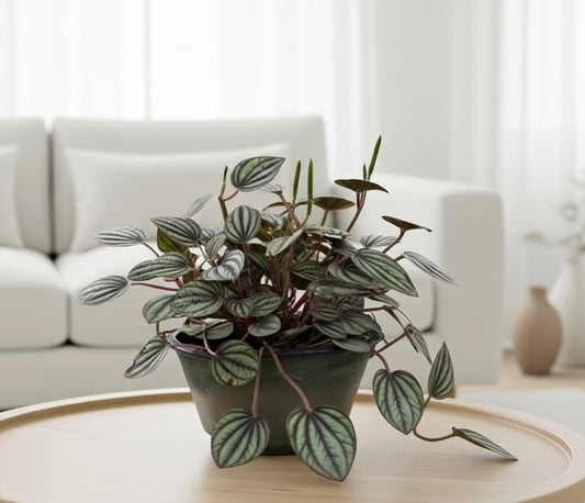 Peperomia 'Picollo Banda'