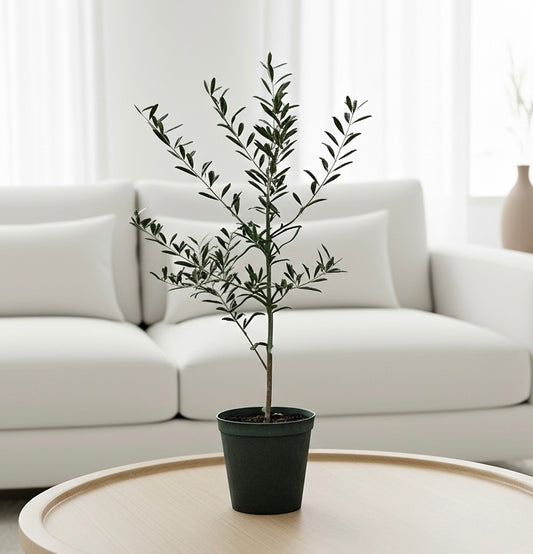 Common Olive Tree (Olea europaea)