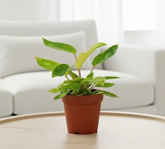 Philodendron 'Painted Lady'