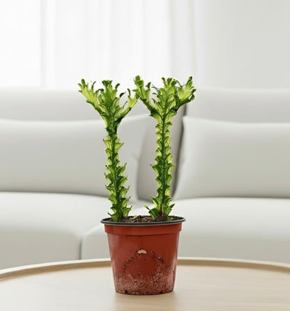 Euphorbia 'Mint Cream'