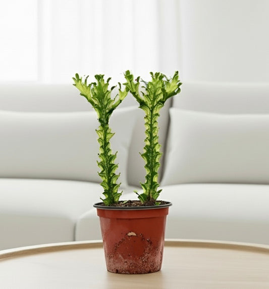 Euphorbia 'Mint Cream'