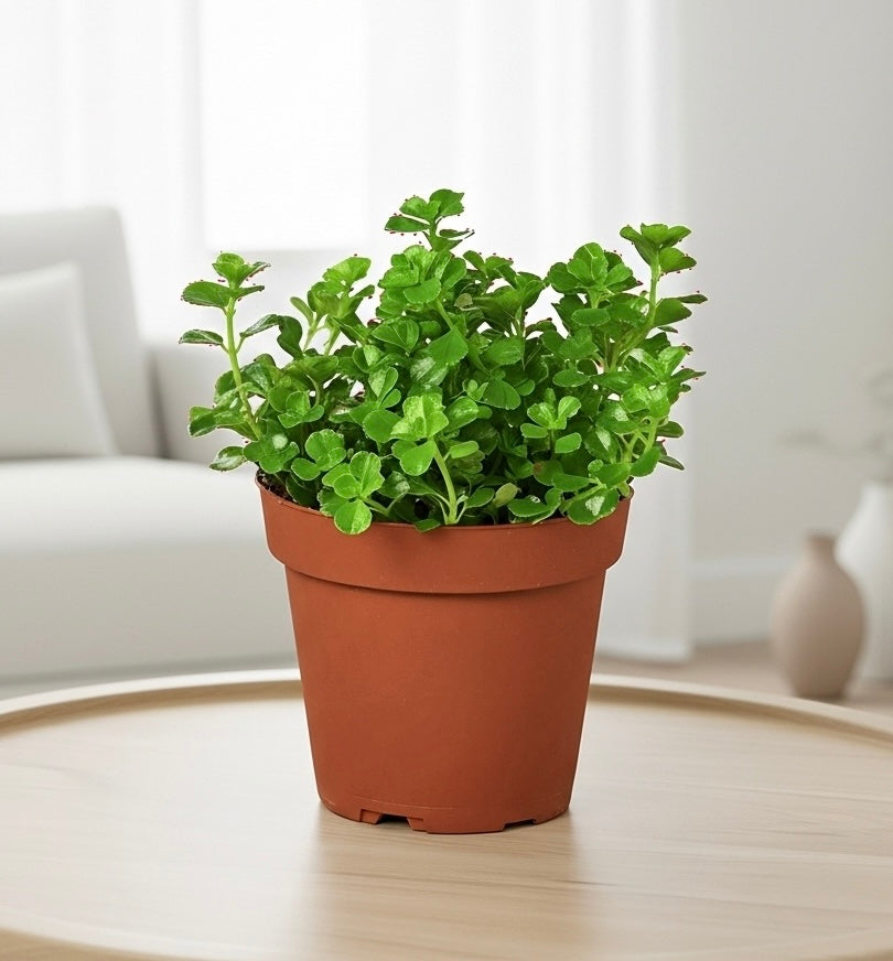 Nettle 'Baby's Tear'