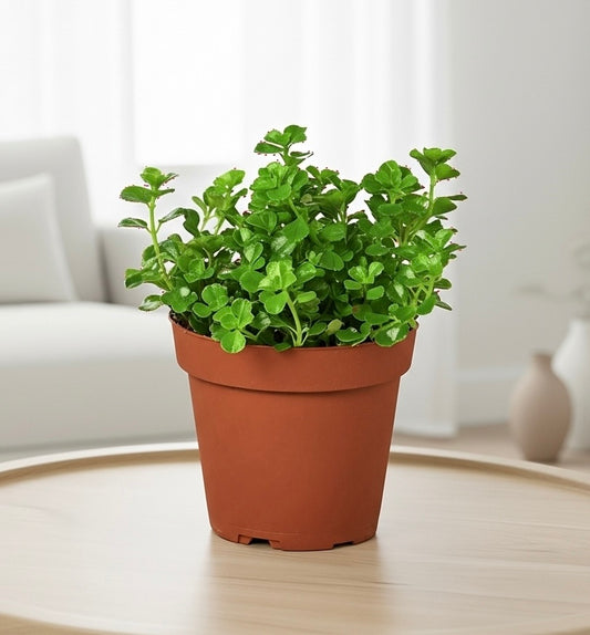 Nettle 'Baby's Tear'