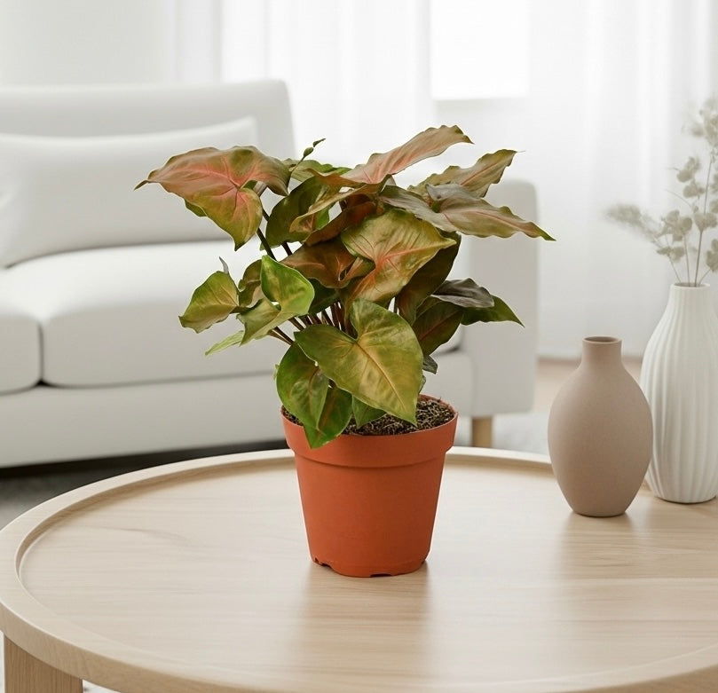 Merry Rooth Syngonium Merry – RootGrowings