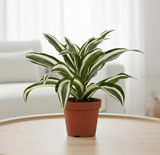 Dracaena 'Warneckii White Jewel'