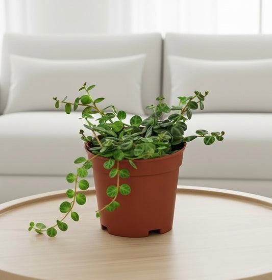 Peperomia Prostrata 'String of Turtles'