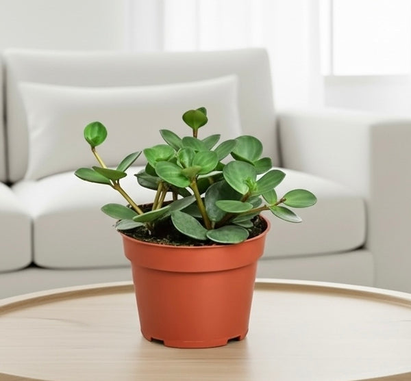 Peperomia Hope