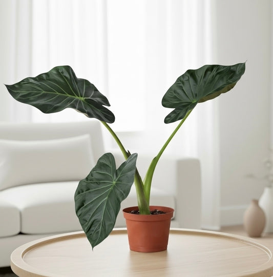 Alocasia 'Regal Shields'