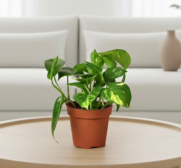 Golden Pothos