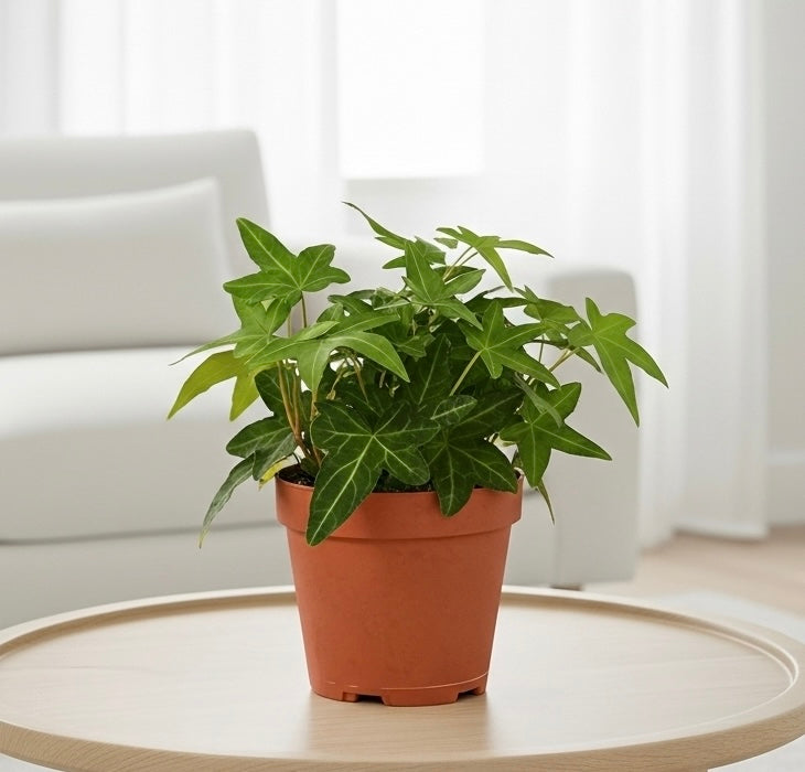 English Ivy Green California