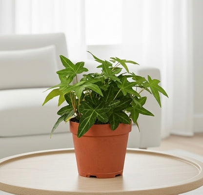 English Ivy Green California