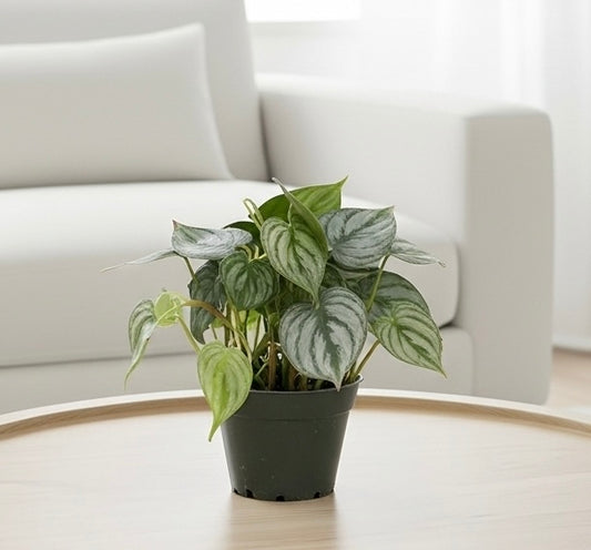 Philodendron 'Brandi'