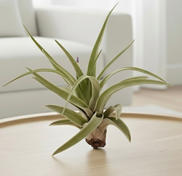 Tillandsia Air Plant Veluntina