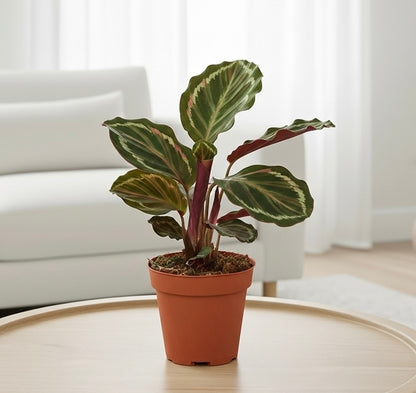 Calathea Roseopicta 'Medallion'