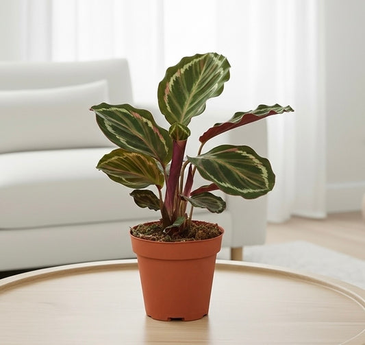 Calathea Roseopicta 'Medallion'