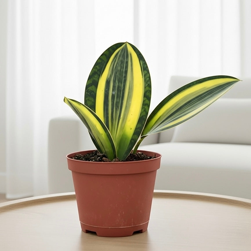 Variegated Shark Fin Snake Plant