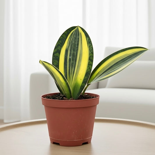 Variegated Shark Fin Snake Plant