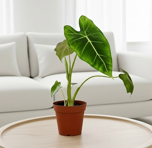 Alocasia Micholitziana 'Frydek'